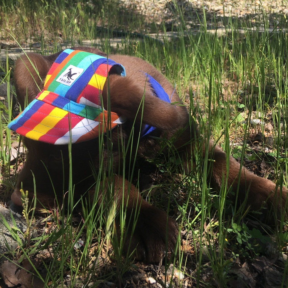 Dog/cat hat size small